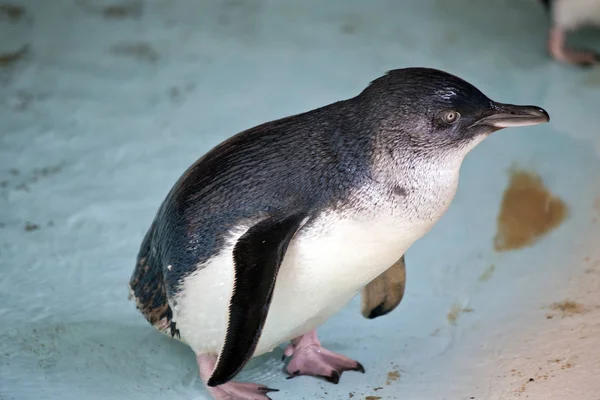 Esta Una Vista Lateral Pingüino Hadas —  Fotos de Stock