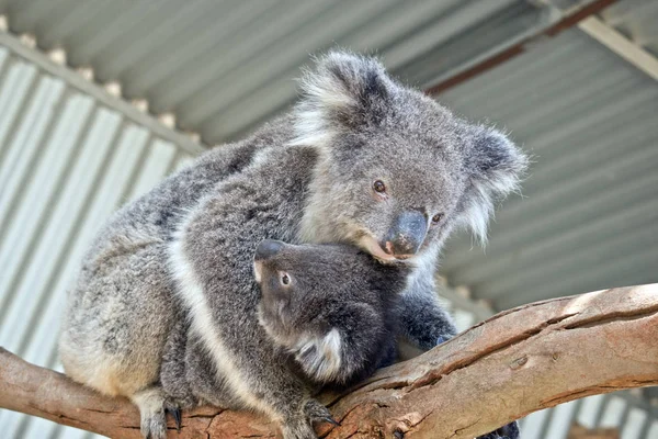 Koala Porte Son Bébé Joey Sur Une Branche — Photo