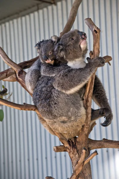 Młody Koala Jest Jego Matki Wstecz Podczas Gdy Poruszają Się — Zdjęcie stockowe