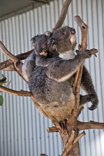 Fiatal Koala Pedig Anyák Vissza Mozognak Ágak — Stock Fotó