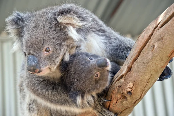 Koala Porte Son Bébé Joey Sur Une Branche — Photo