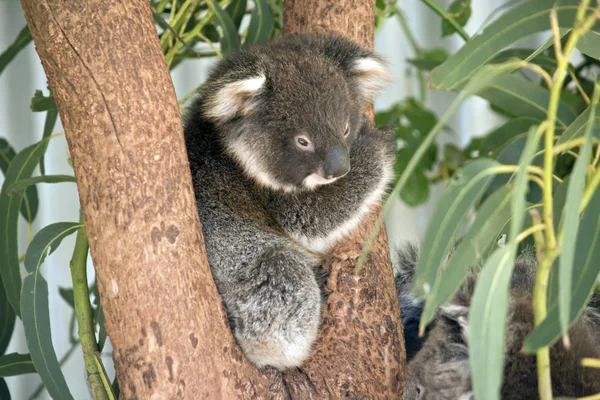 Joey Koala Jest Rozwidleniu Drzewo — Zdjęcie stockowe