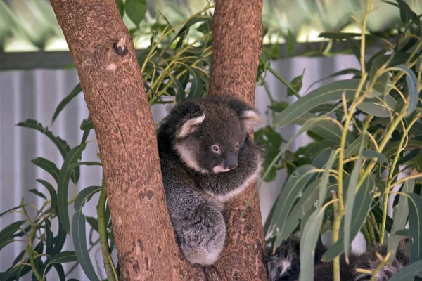 Villát Egy Van Joey Koala — Stock Fotó