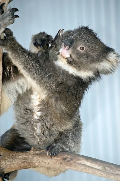 Mère Koala Repousse Son Joey — Photo