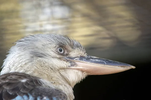 Este Primer Plano Kookaburra Alado Azul —  Fotos de Stock