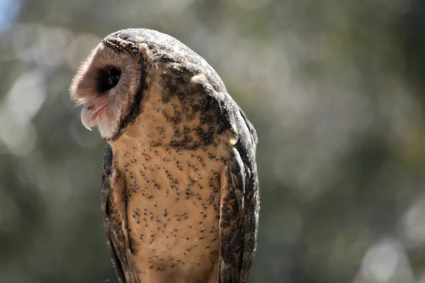 Dies Ist Eine Nahaufnahme Einer Weniger Rußigen Eule — Stockfoto