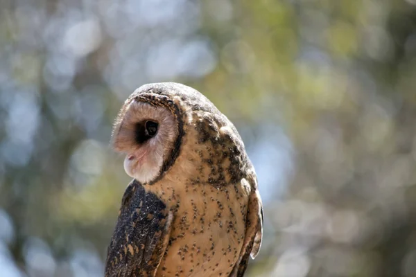 Chouette Moche Regarde Par Dessus Son Épaule — Photo