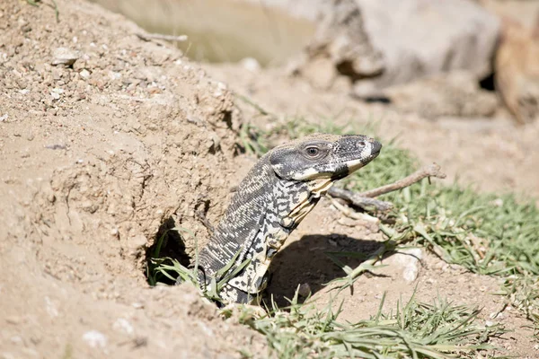 Lace Monitor Sticking His Head Out His Burrow — Stock Photo, Image