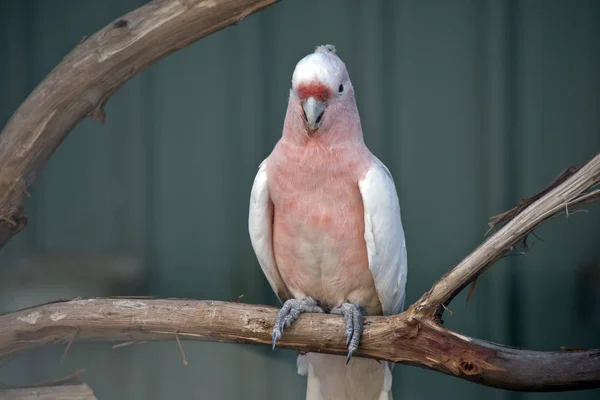 Cacatúa Mayor Mitchell Cacatúa Rosa Está Encaramada Una Rama — Foto de Stock