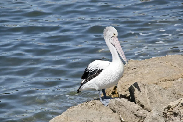 Pelicano Australiano Lindo Pássaro Branco Enquanto Pelicano Americano Cinza — Fotografia de Stock