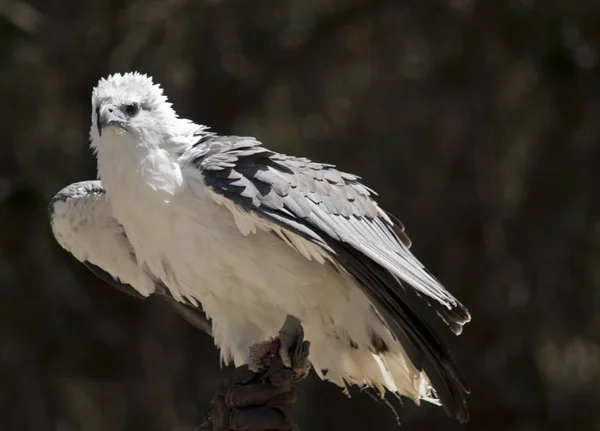 Close Sea Eagle — Stock Photo, Image