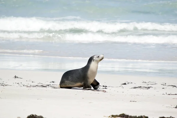 Lachtan Chůze Pláži Seal Bay — Stock fotografie