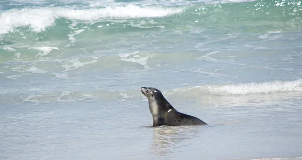 Otarie Marche Sur Surf Seal Bay — Photo