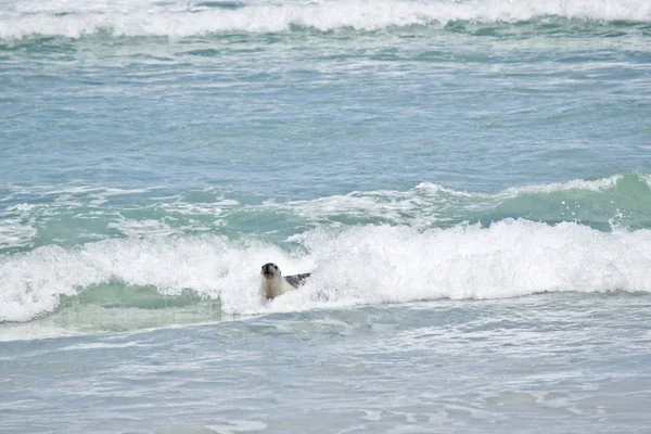 Leone Marino Cavalca Sul Surf Seal Bay — Foto Stock