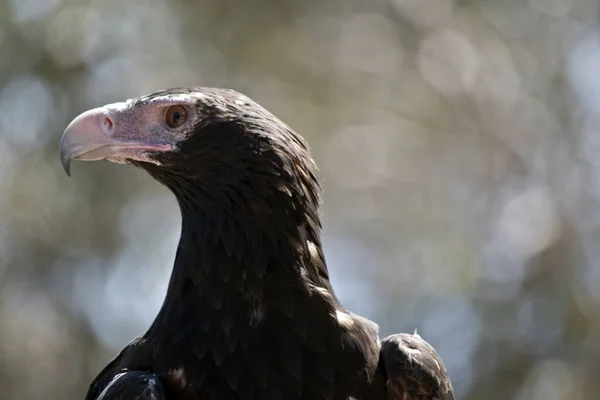 Dit Een Close Van Een Zeearend — Stockfoto