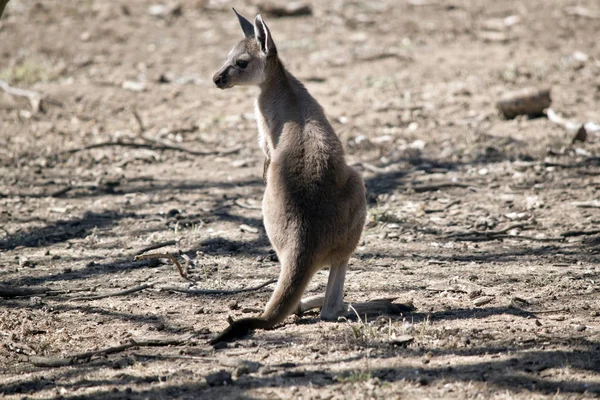 Joey Western Grey Kangaroo Paddock — Stock Photo, Image