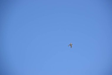 Avustralya hobi şahin ek yükü uçan