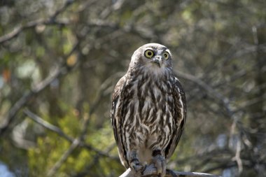 bir ağaç dalı havlayan baykuş tünemiş