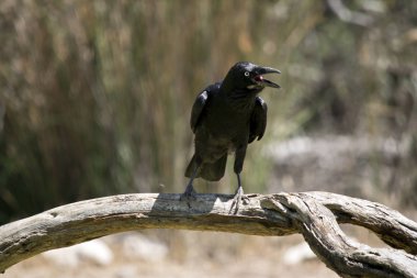 Avustralya raven bir ağaç dalı üzerinde tünemiş