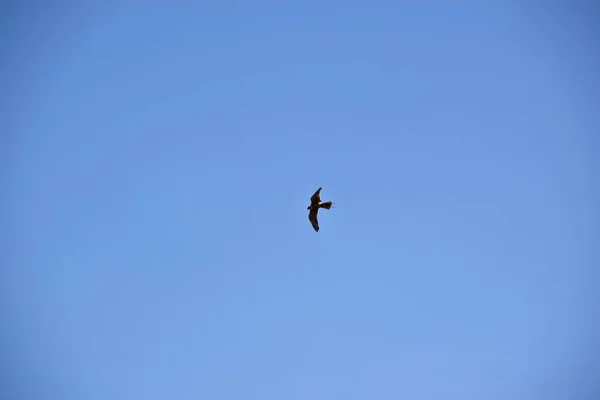 Australiano Hobby Falcon Está Volando Sobre Cabeza — Foto de Stock