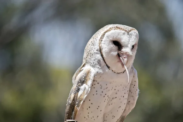 Close Lovely Barn Owl Eating Rat — Stock Photo, Image