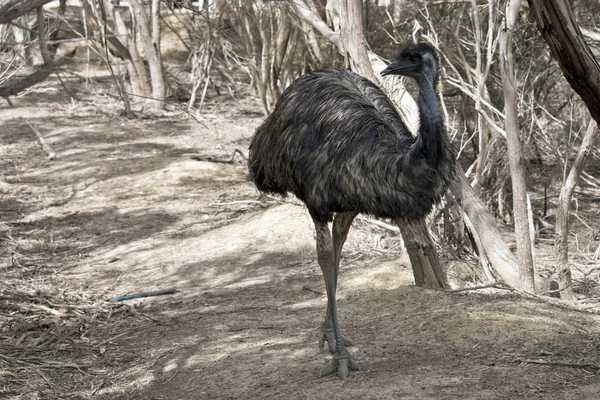 Australijski Emu Jest Bardzo Wysoki Ptak Długim Upierzenie Tylko Palce — Zdjęcie stockowe