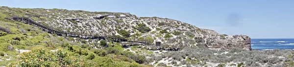 Deniz Aslanları Görmek Için Bay Imzalamaya Dik Bir Tepeden Aşağı — Stok fotoğraf