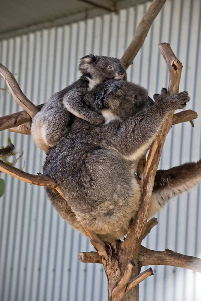 Young Koala His Mothers Back While Move Branches — Stock Photo, Image