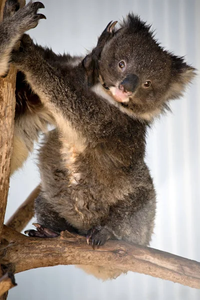 Anya Koala Törekszik Joey — Stock Fotó