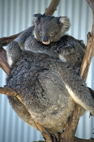 Joey Koala Fidgiting Körül Míg Anya Pihen — Stock Fotó