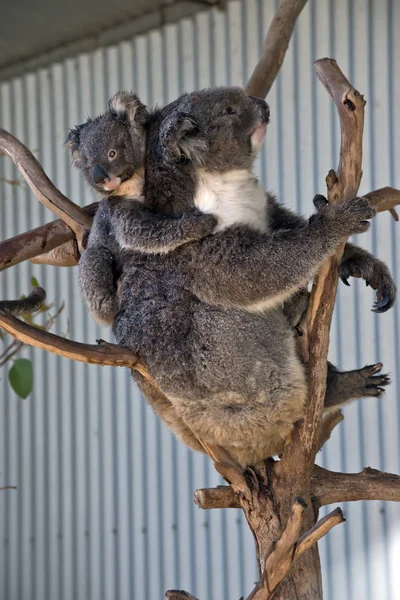 Der Junge Koala Liegt Auf Dem Rücken Seiner Mütter Während — Stockfoto