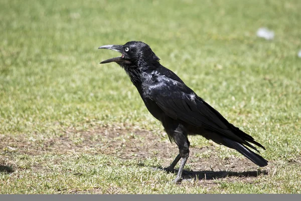 Dies Ist Eine Nahaufnahme Eines Australischen Raben Auf Gras — Stockfoto