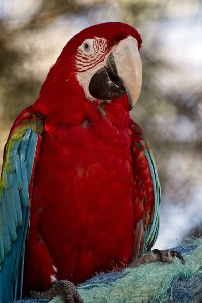 Jest Blisko Czerwony Zielony Ara Lub Green Wing Macaw — Zdjęcie stockowe