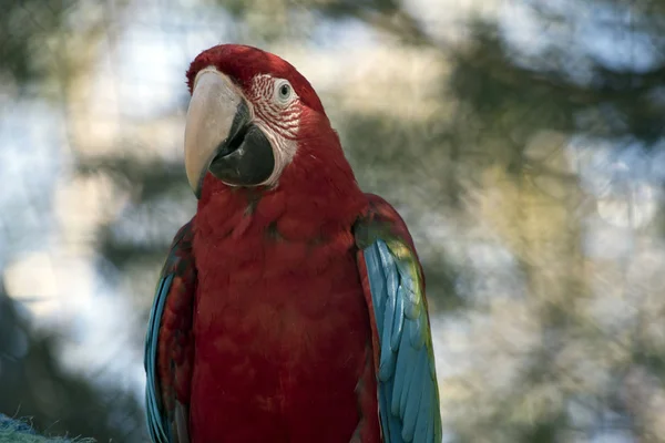 Close Red Green Macaw Green Winged Macaw — Stock Photo, Image