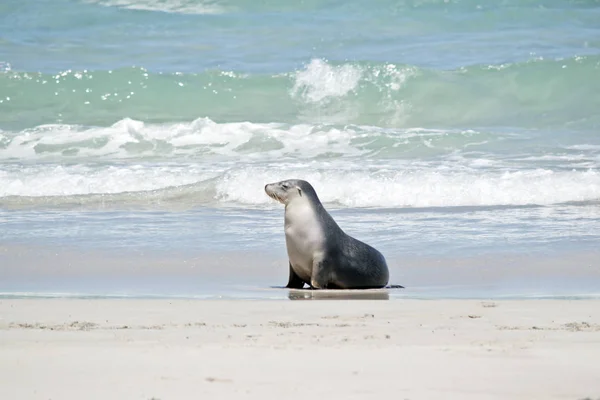 Lobo Marino Está Caminando Playa Seal Bay — Foto de Stock