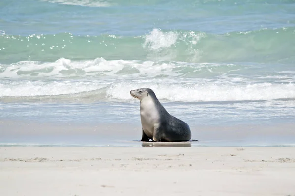 Otarie Marche Sur Plage Seal Bay — Photo