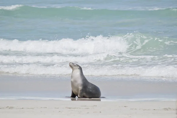 Lachtan Chůze Pláži Seal Bay — Stock fotografie