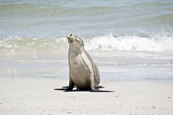 Sea Lion Has Just Come Out Water Resting Sand — Stock Photo, Image