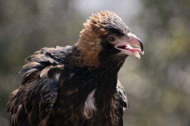 siyah kruvaze akbaba yakın bu