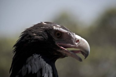 bir kama kuyruklu kartal yan görülmektedir