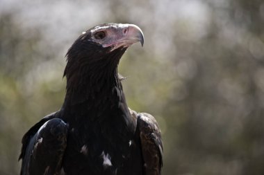 Bu bir kama kuyruklu kartalın yakın çekimi.