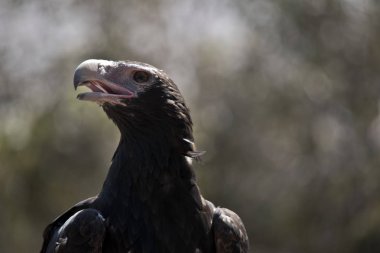 Bu bir kama kuyruklu kartalın yakın çekimi.