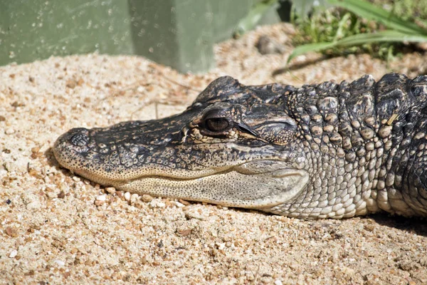 Est Gros Plan Alligator — Photo