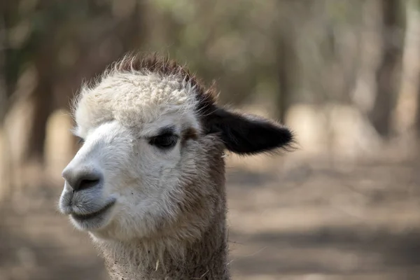 Este Close Uma Alpaca — Fotografia de Stock