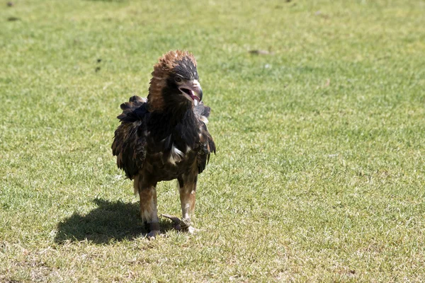 Buzzard Peito Preto Está Andando Sobre Grama — Fotografia de Stock