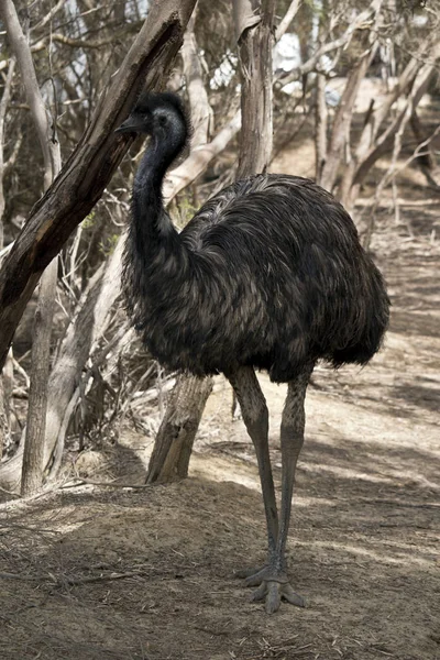 Australian Emu Walking Bush Hard Spot His Coloring Matches Background — Stock Photo, Image