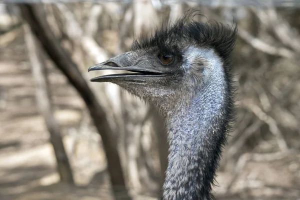 Dit Een Zijaanzicht Van Een Australische Emu — Stockfoto