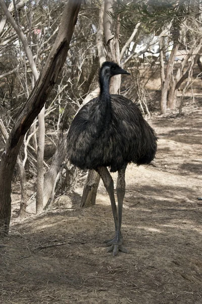 Australisk Emu Promenader Genom Bushen Han Svårt Att Fläck Som — Stockfoto