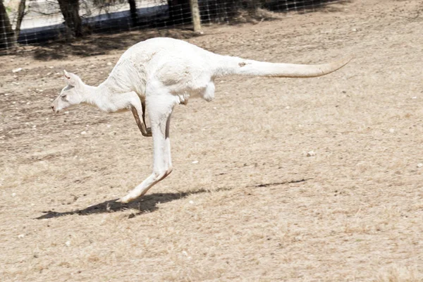 Albino Oeste Cangurus Cinza Está Delimitando Através Uma Doca Ilha — Fotografia de Stock