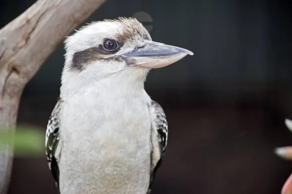 Αυτή Είναι Μια Στενή Επάνω Του Ένα Αστείο Kookaburra — Φωτογραφία Αρχείου